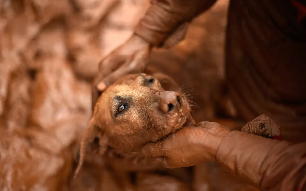 Animais de estimação também precisam de proteção em emergências